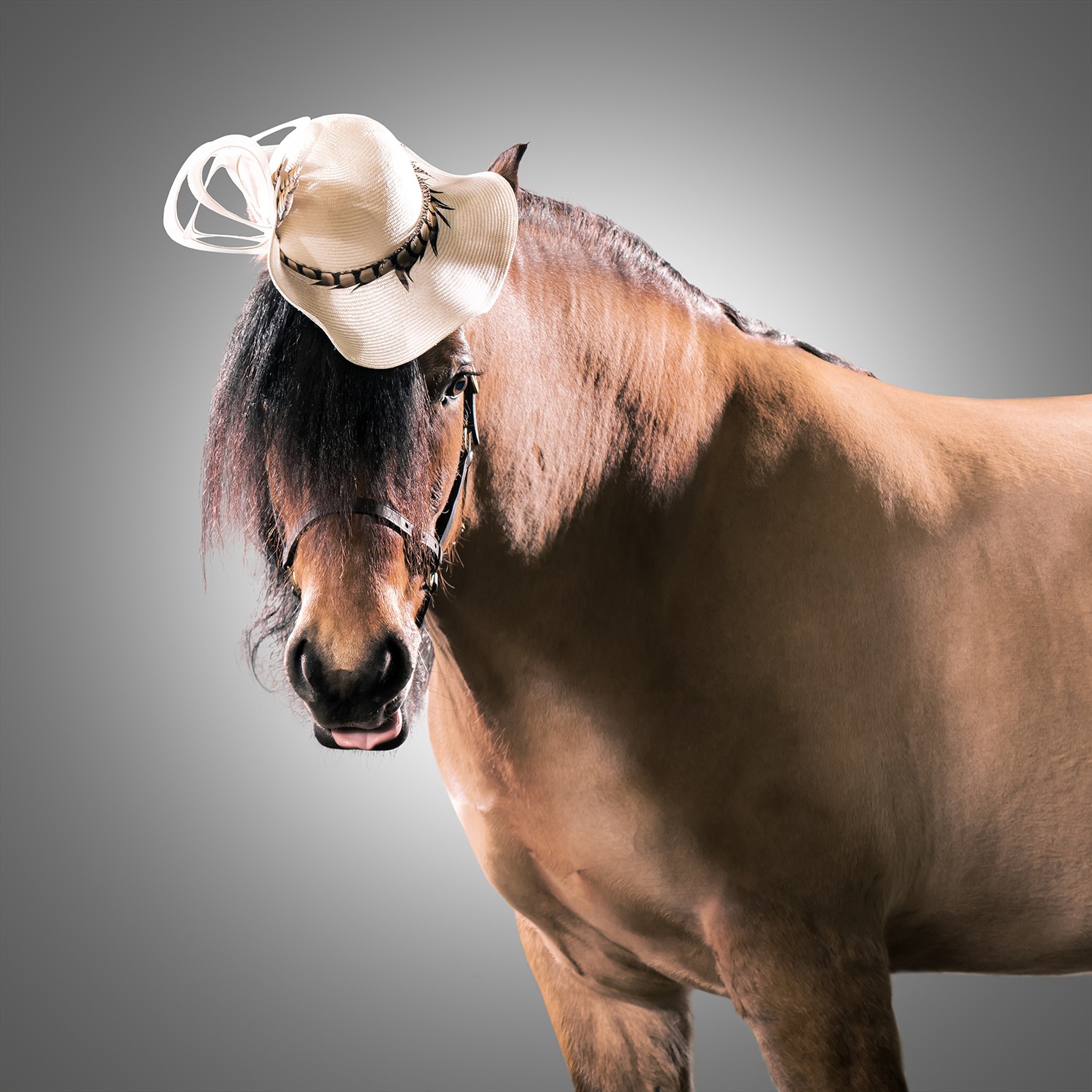Horses in hats Racing season starts with some equine fashion fun